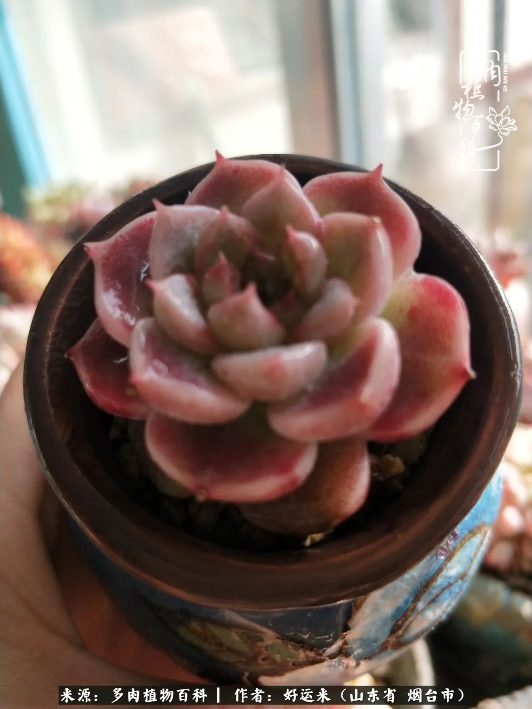 这世上怎么会有那么可爱的小可爱,这世上怎么有这么可爱的小生物