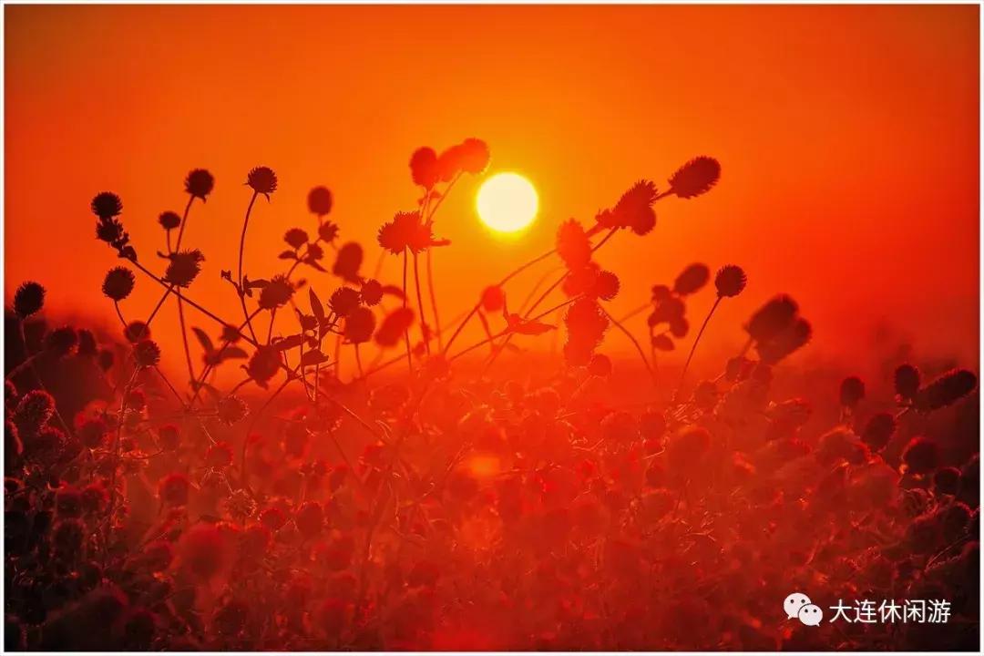 大连西山公园花海,大连郁金香花海