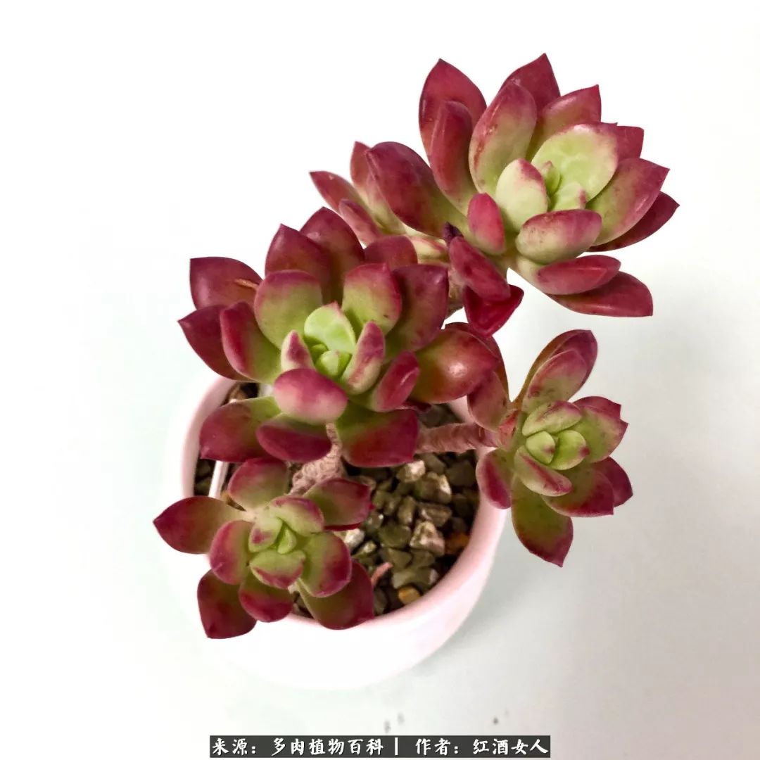 记录走过的美景留下美好的回忆,记录走过的每一段美好时光