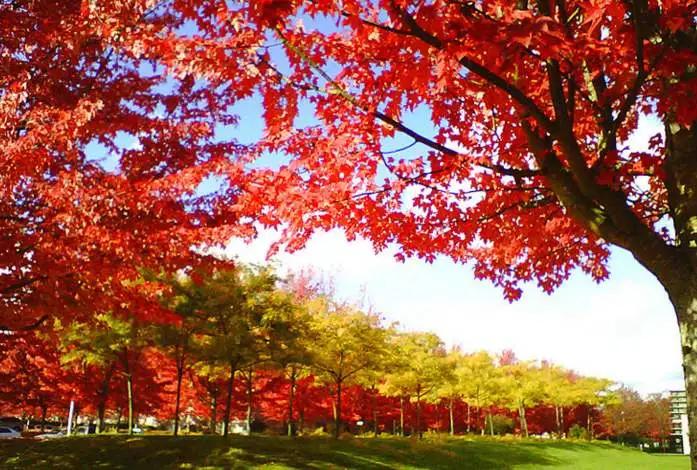 加拿大最好的十所大学排名,加拿大的大学前10名