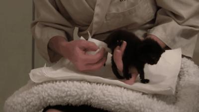 如果捡到小奶猫怎么办,捡到小奶猫要怎么处理