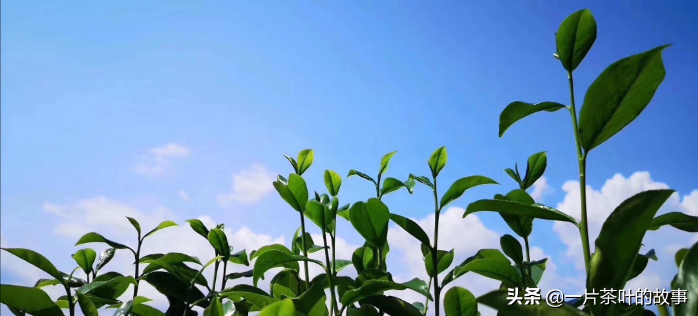 如何冲泡凤凰单枞,顶级凤凰单丛冲泡