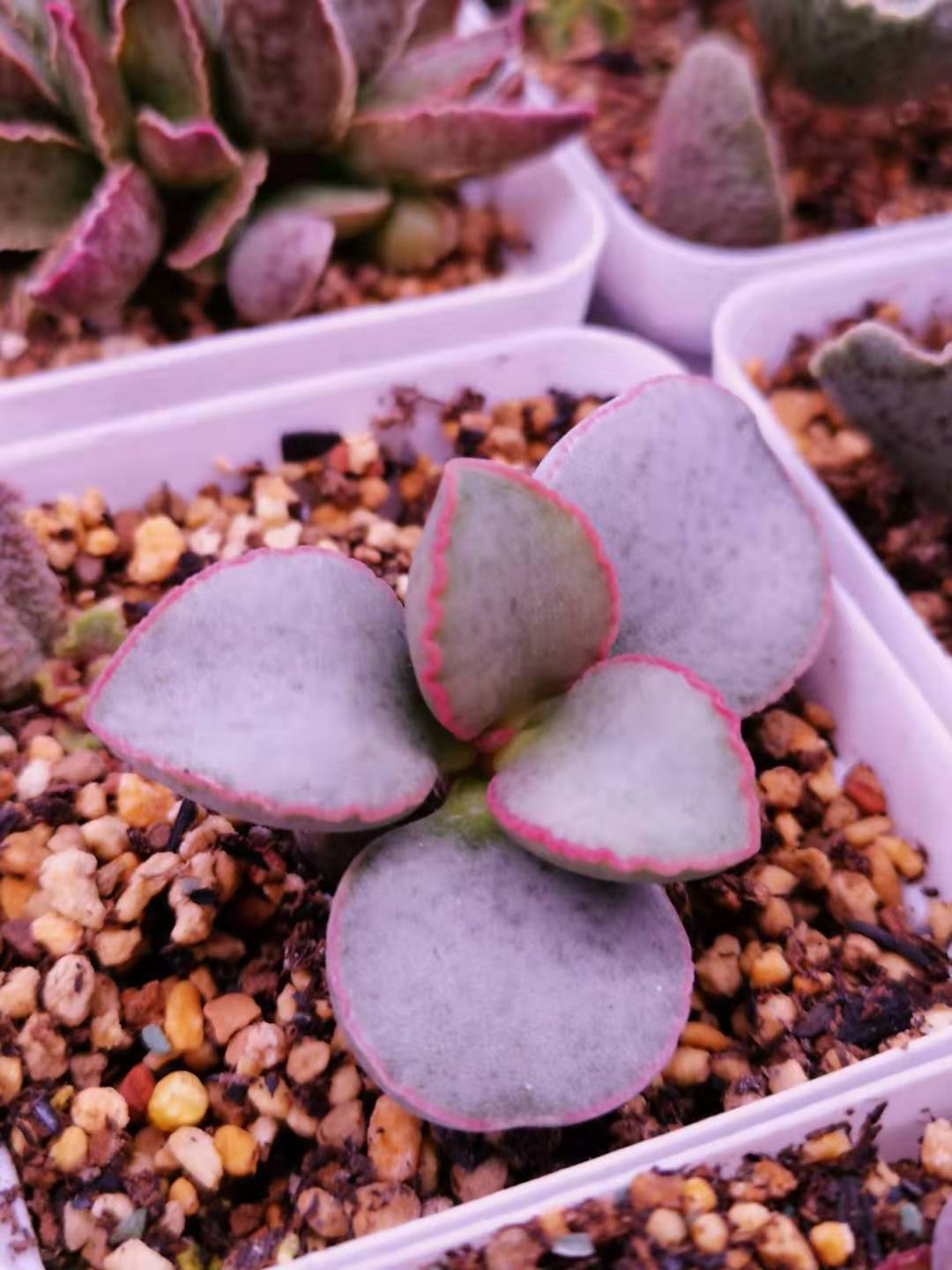 水泡多肉大全,水泡多肉叶片发焉