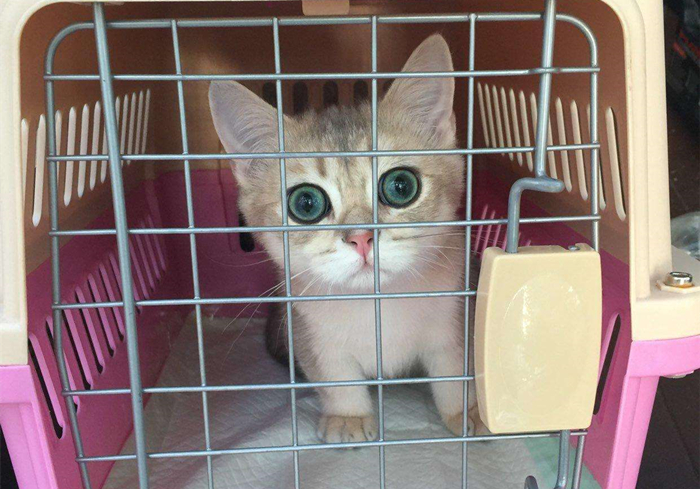 火车托运猫咪可以提前取回家吗 (大巴车托运猫咪需要注意什么)