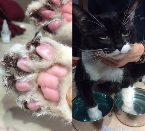 宠物美容技术和手法有哪些,宠物整形有哪些