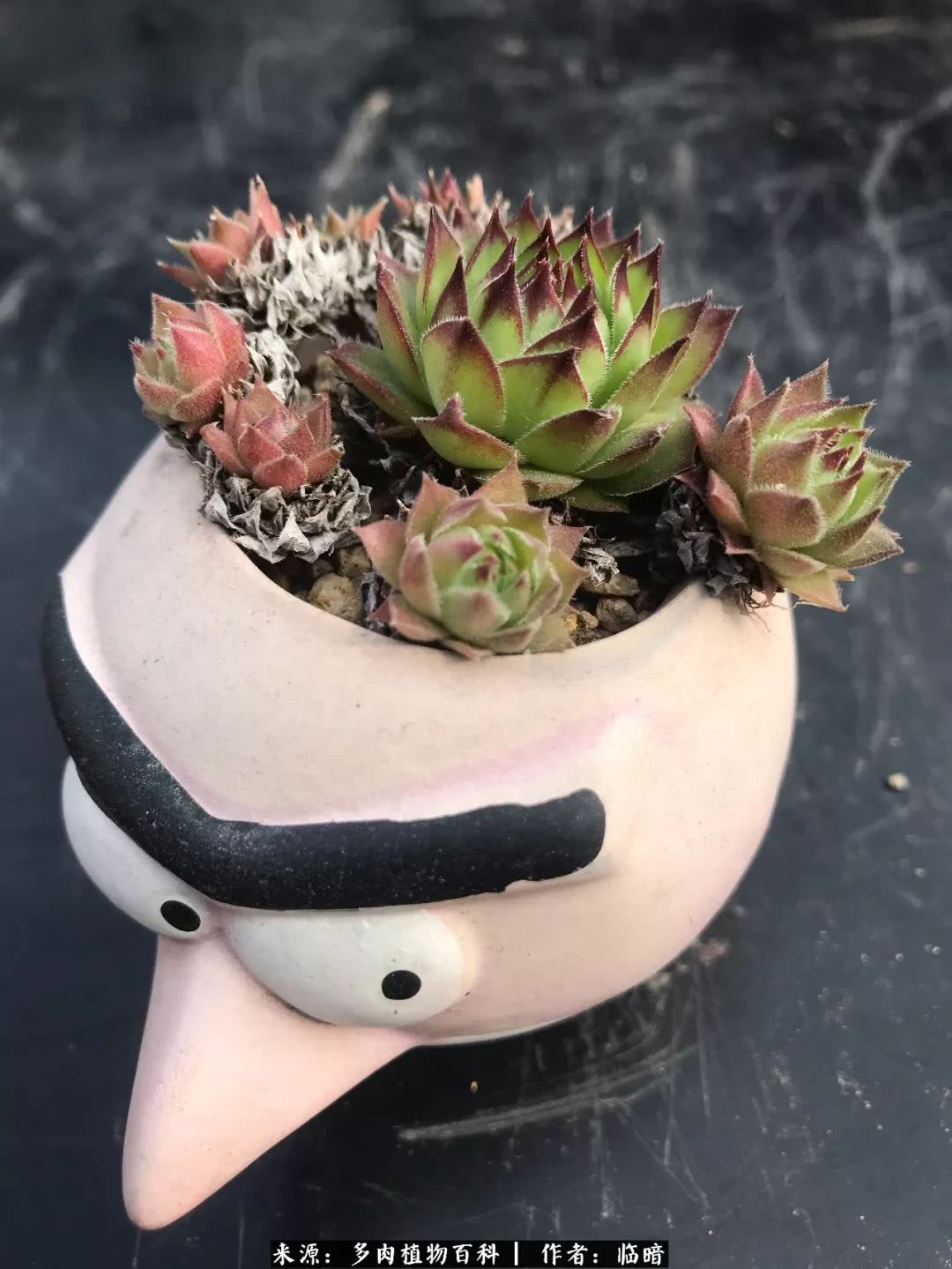 多肉带给我的感情,多肉给人们带什么作用