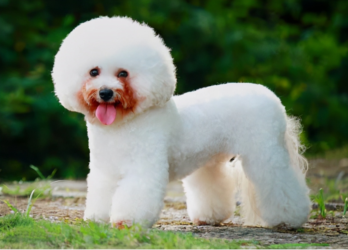 养比熊犬常见的几大坏习惯,比熊犬有哪些坏习惯