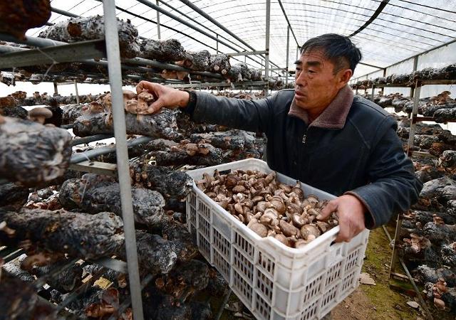 用玉米芯种植蘑菇后期怎样管理,玉米芯种植蘑菇出菇后的管理视频