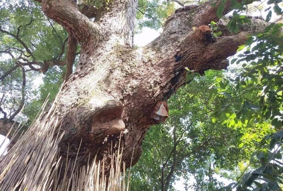 「社会扫描·村庄」莱阳榛子沟村探宝树