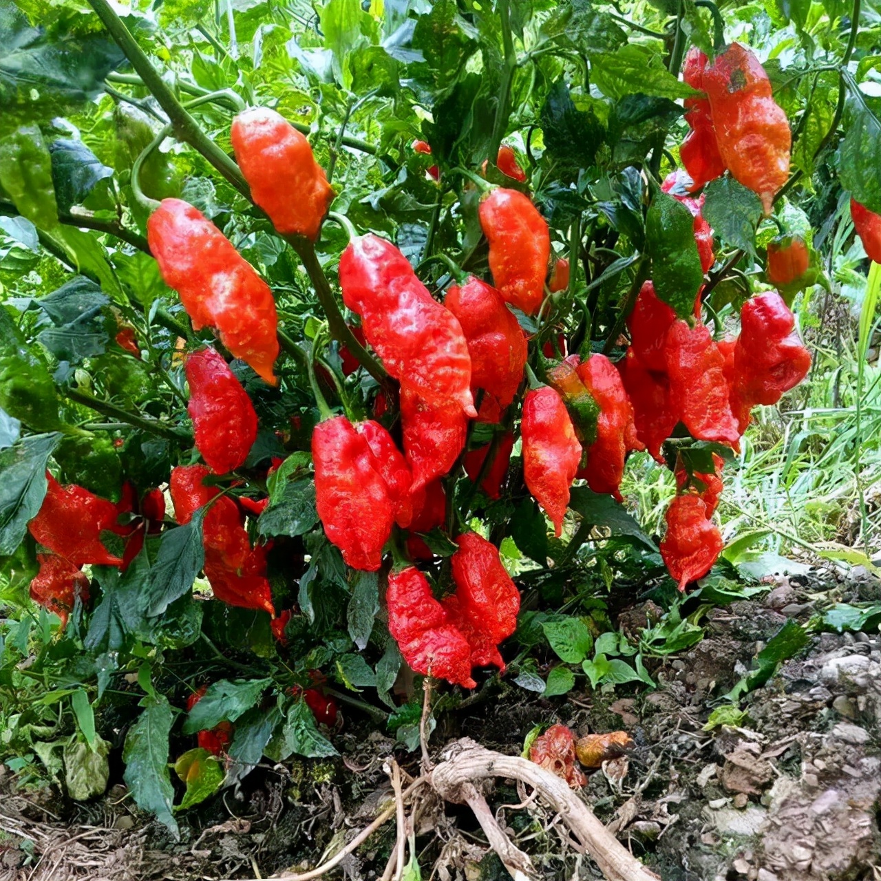 超级工业辣椒,工业辣椒完美收官