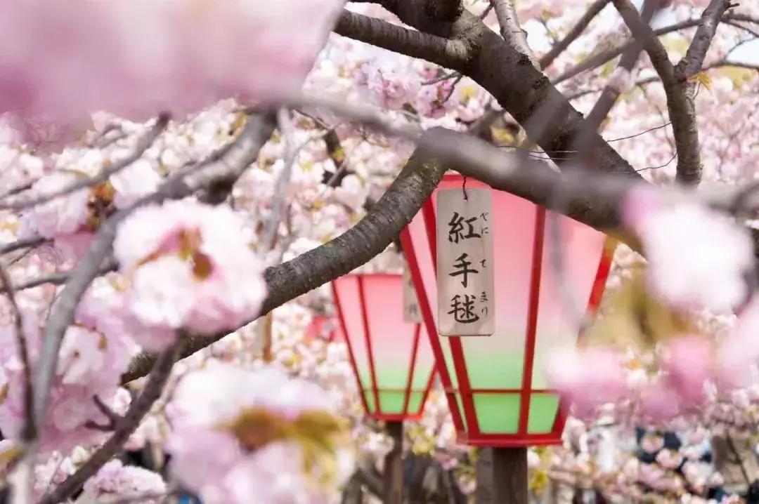 樱花前线2022年,2022第一场樱花