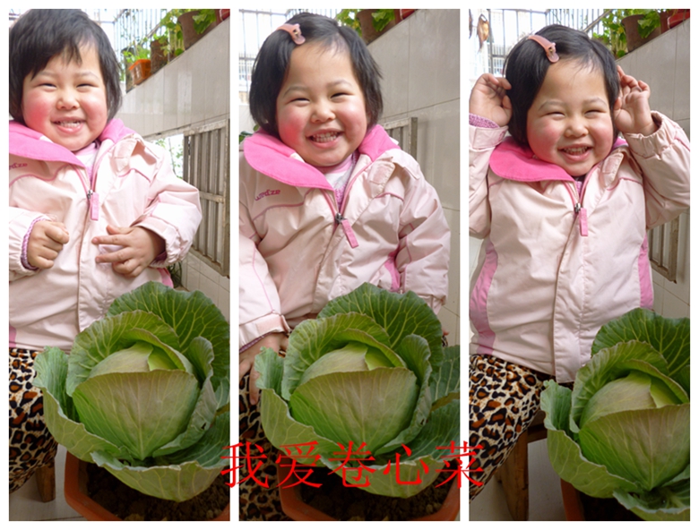 蔬菜档案甘蓝类,甘蓝蔬菜档案介绍