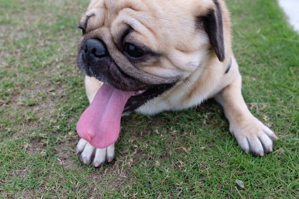 巴哥犬好养吗养巴哥犬的注意事项,八哥犬和巴哥犬有什么区别呢