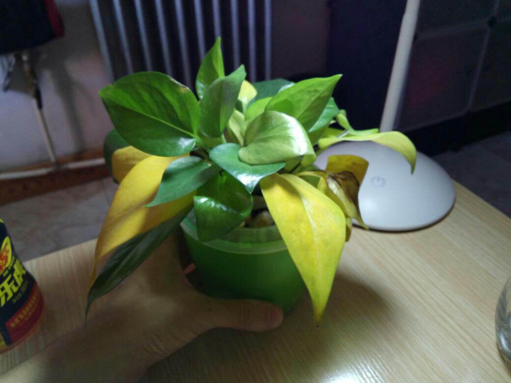 绿萝春季要黄叶,绿萝黄叶死养才能更旺盛