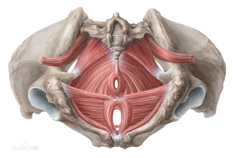 赶紧练这些塑形动作,产后失禁怎么训练