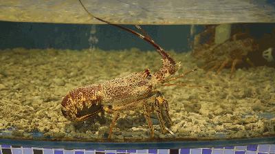 潮汕正宗新鲜牛肉多少钱一斤,新鲜牛肉零售价