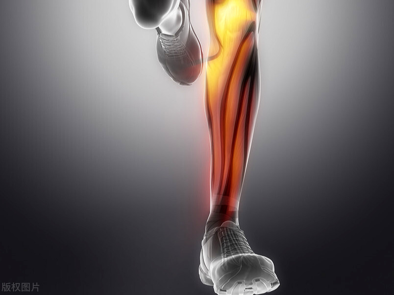 深蹲标准动作能练到小腿吗,深蹲是锻炼下肢最好的动作