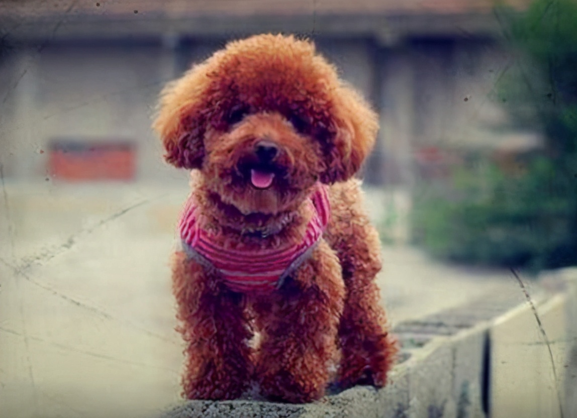 中老年人养狗有什么优点和缺点,最好养的五种小型宠物狗