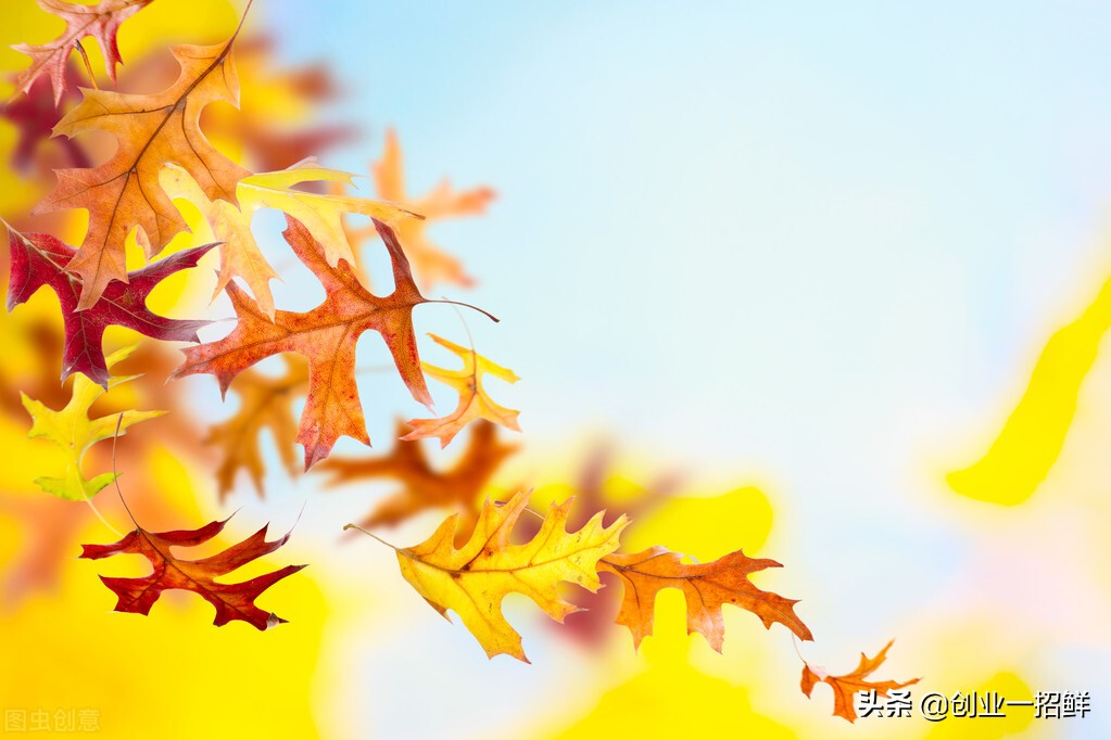 1300度都没烧掉这一片树叶,小项目,好厉害