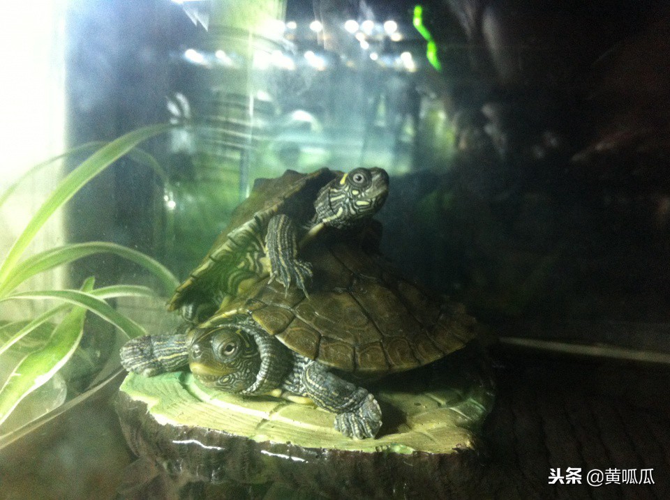 两个地图龟在一起会怎样,地图龟没有互动一直呆在水底