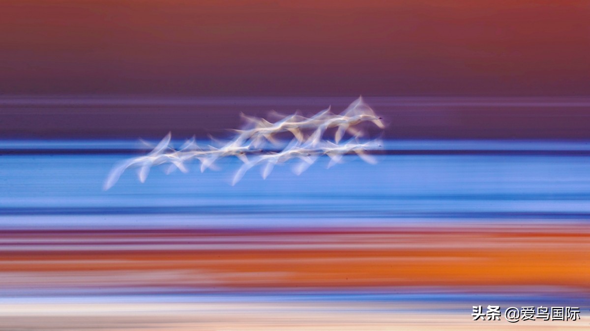 2020观鸟,观鸟大年影片