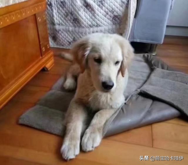 金毛频繁换主人,金毛被救下后开始了报恩