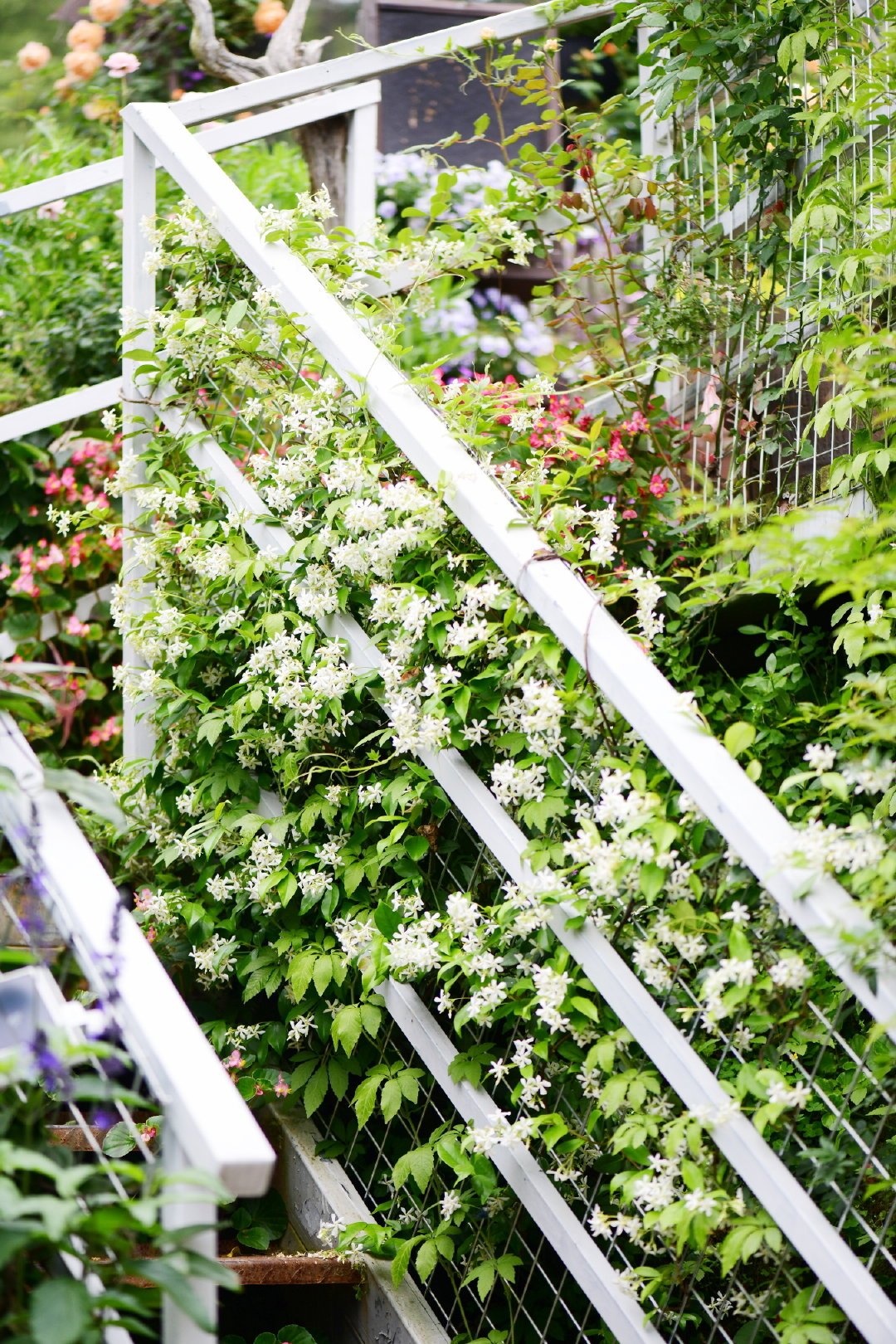 爬藤植物怎么牵引造型,爬藤植物是怎么爬藤的