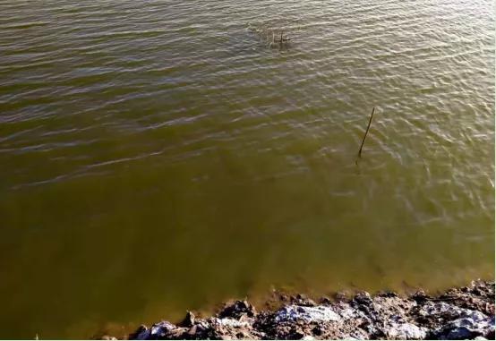 胆汁酸能治对虾白便吗,对虾怎么处理干净白便