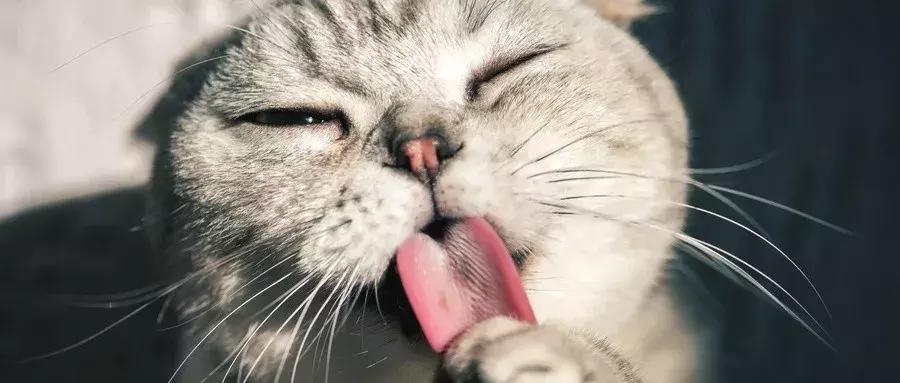 从十四万家咖啡馆中脱颖而出，猫咖是如何让人上瘾的？