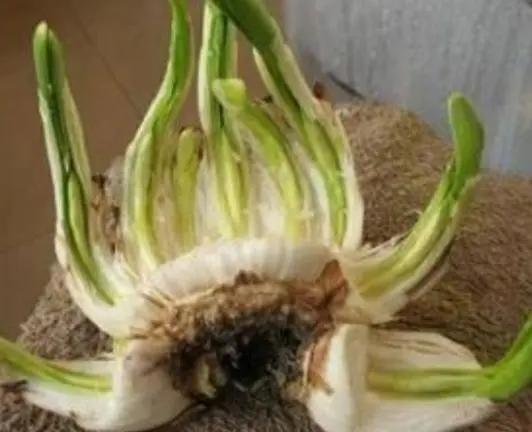 如何让水仙婀娜多姿,花香四溢