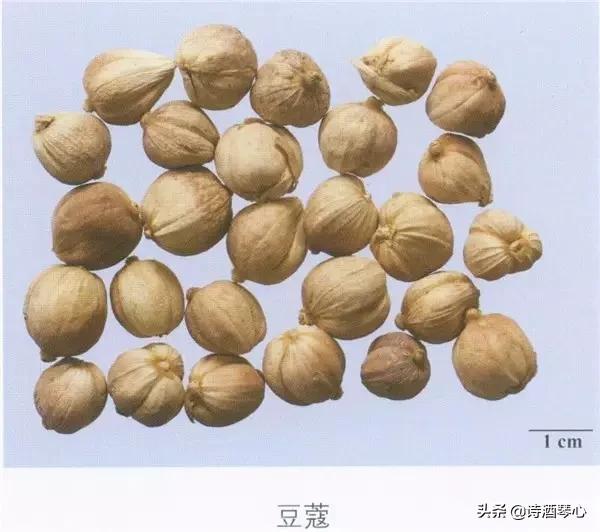 每天最少学一味中药草豆蔻,每天学一味中药肉豆蔻