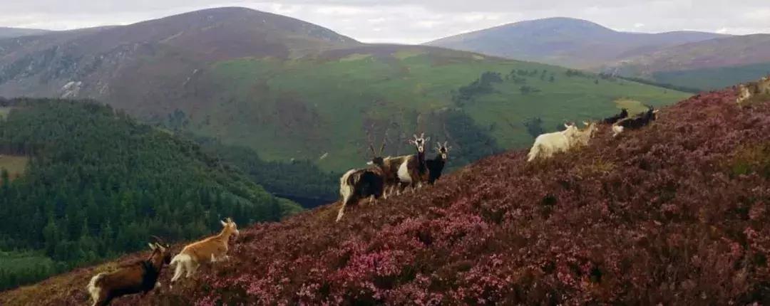 世界上唯一不允许结婚的国家,世界唯一一个不可以离婚的国家