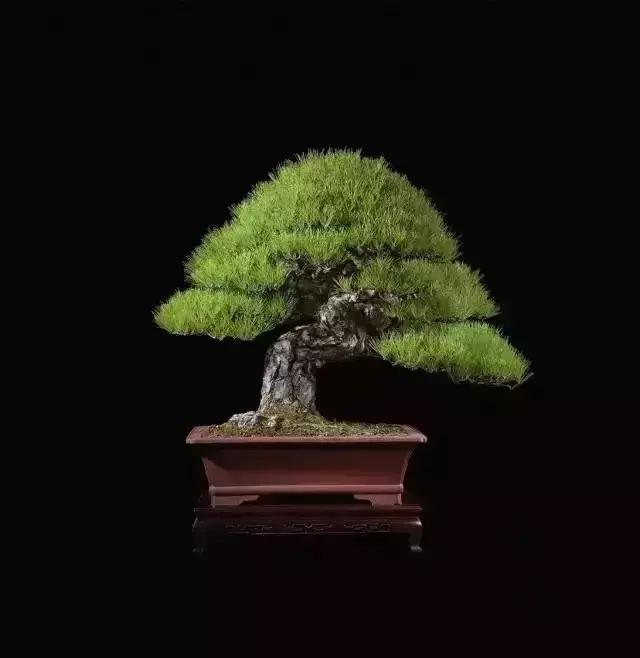 天价名贵药材,最贵的植物排行榜前十名