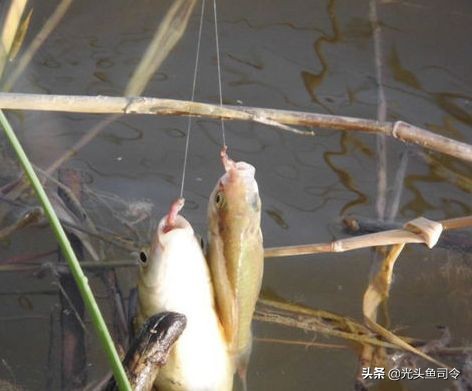 青蚯蚓和红蚯蚓哪个钓鱼效果好,大蚯蚓钓鱼好还是小蚯蚓好