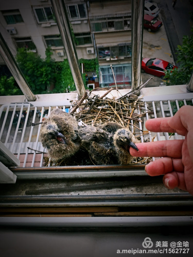 四只小鸟的故事视频,四只白鸟的故事