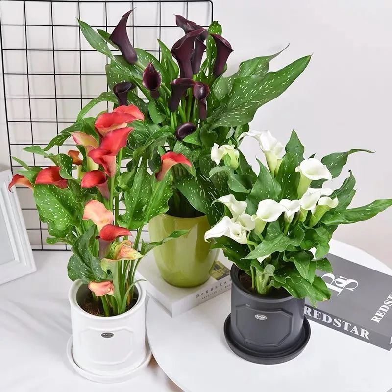 四季彩色马蹄莲好养吗,彩色马蹄莲的养殖方法图解大全