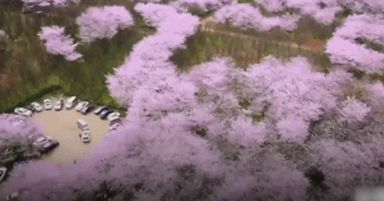 去日本观赏樱花最佳去哪个岛,去日本观赏樱花可能去什么岛