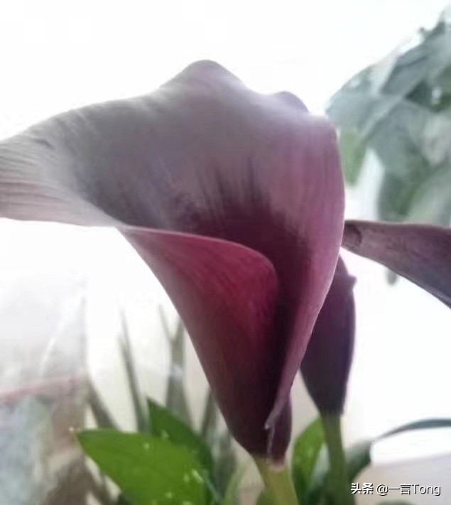 高贵雅致马蹄莲,高贵优雅马蹄莲永生花