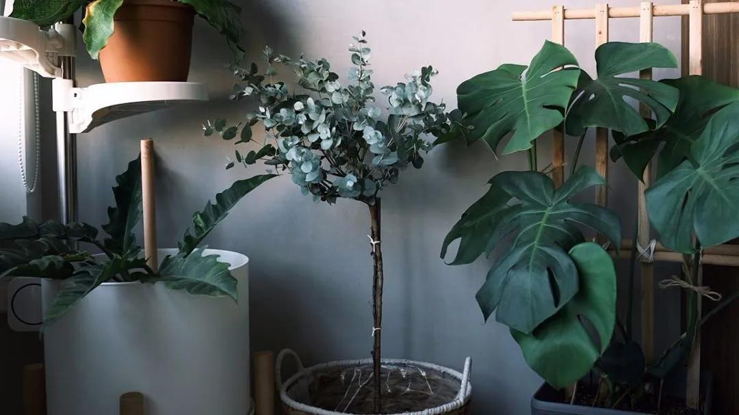 尤加利庭院,冷郁气质怎么形容