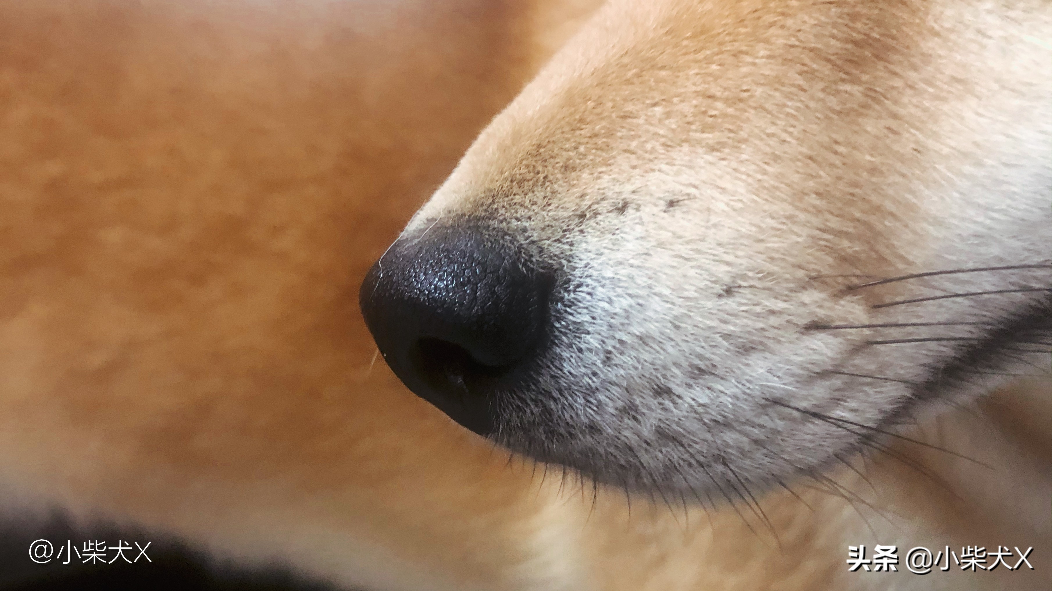 秋冬怎么护理狗狗的毛发,秋冬换季狗狗