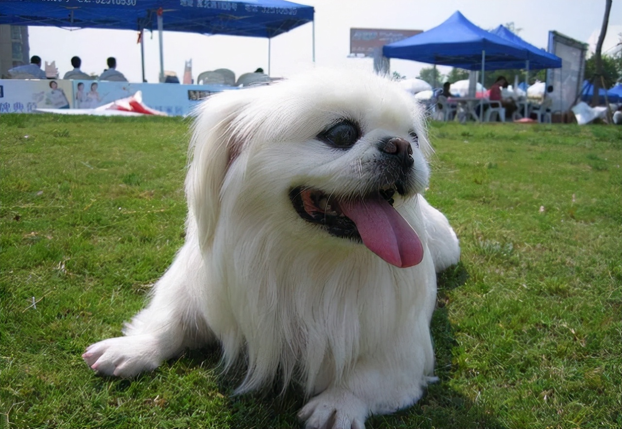 新手便宜好养活的狗有几种,十种便宜好养的小型宠物狗