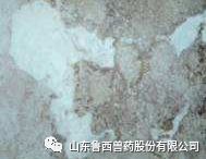 刚产的仔猪拉黄白痢怎么治,猪细菌性腹泻