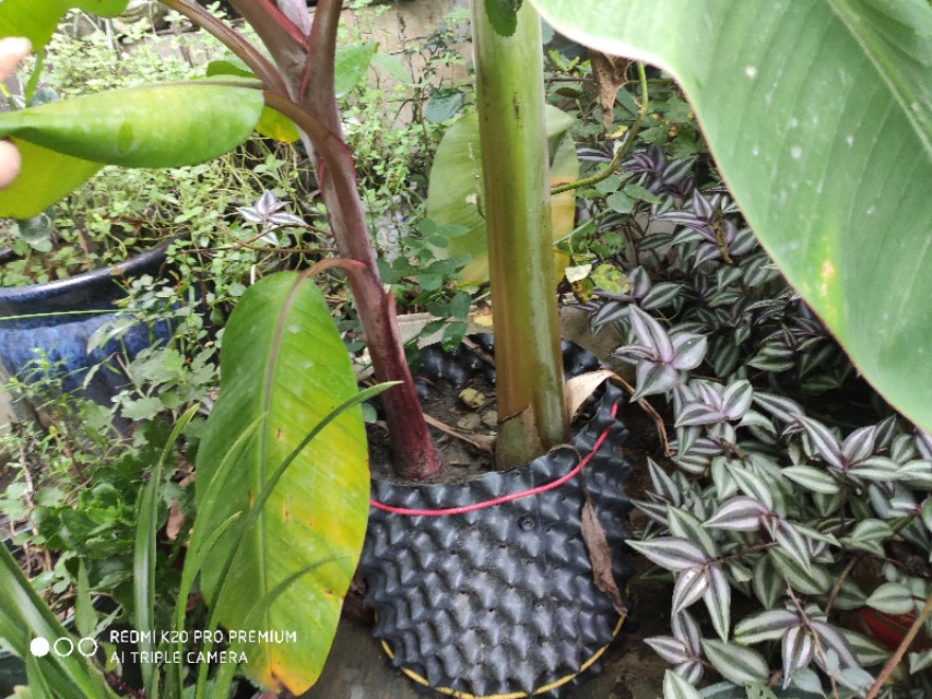 屋顶花园的香蕉种植技术,香蕉如何种植短视频