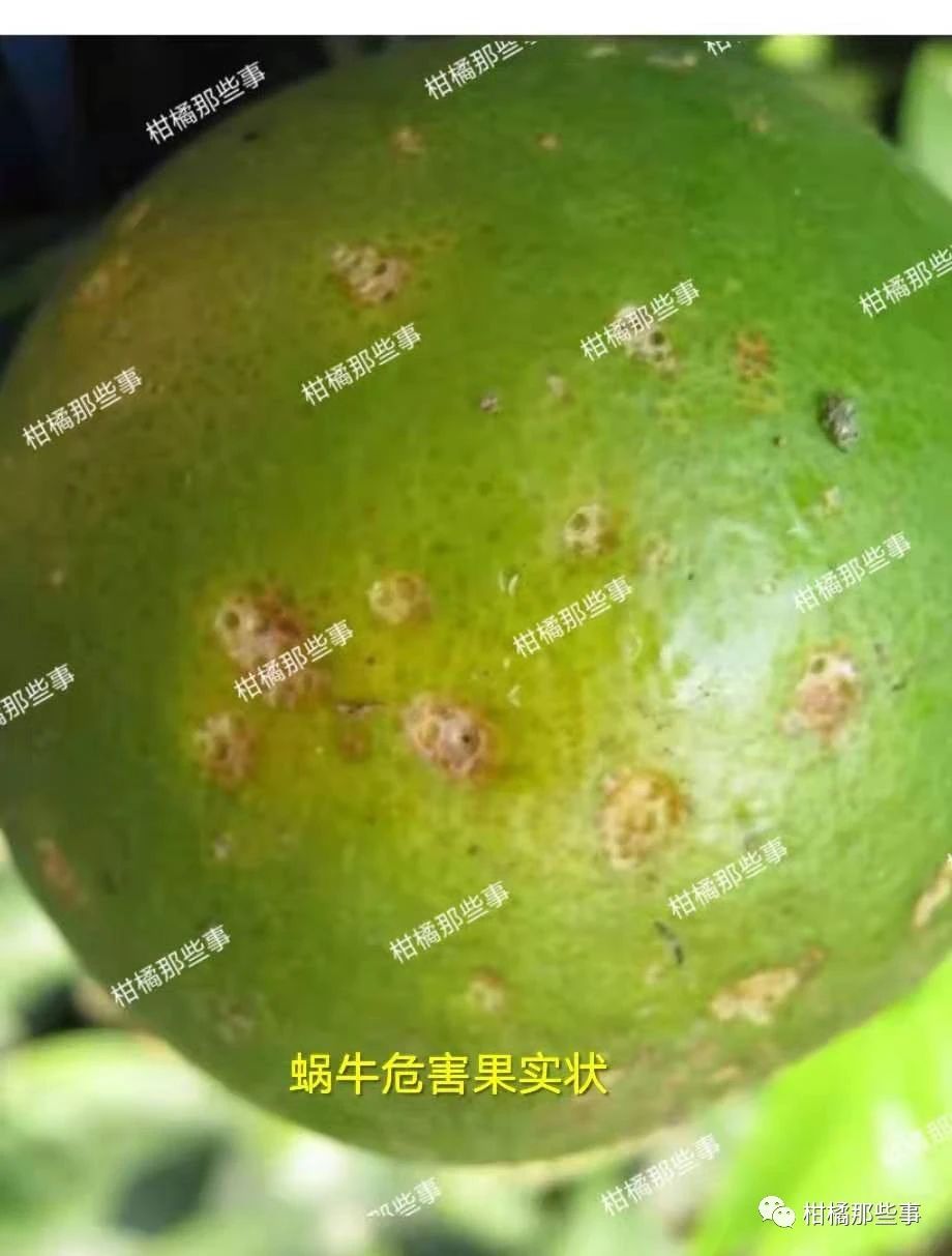 安徽柑橘保花保果的措施有哪些,丰收期柑橘促梢和保果必看