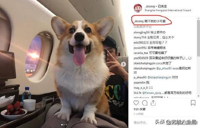 王思聪在哪家买的鸭子,王思聪为什么养鸭