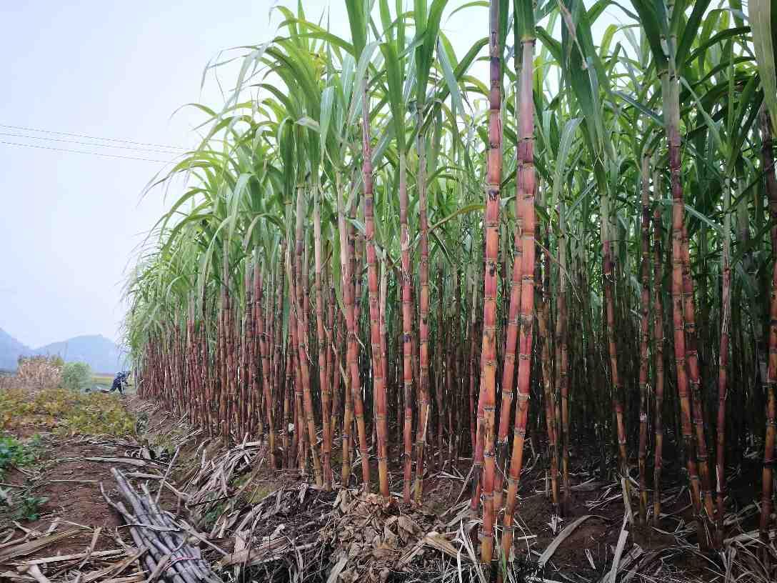 全世界最大的蟾蜍,全球最大的蟾蜍