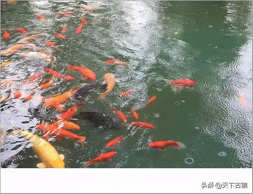 广东佛山祖庙,广东佛山祖庙门票多少钱一张