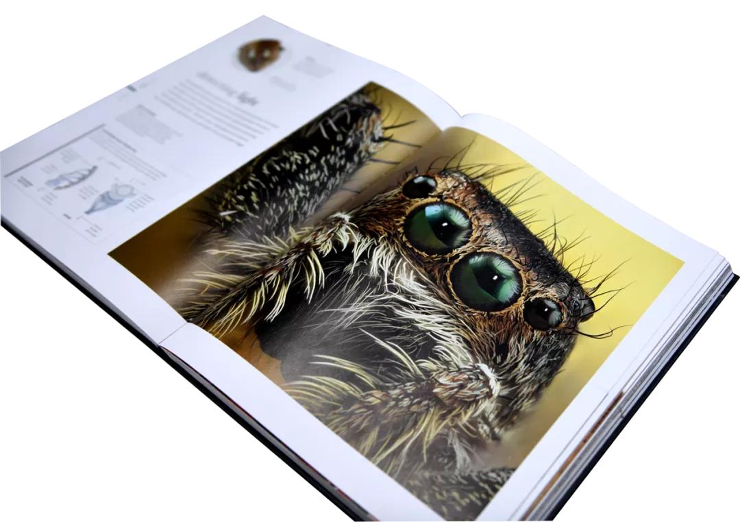 揭秘动物世界的“冷知识”,动物世界中的奇妙之处