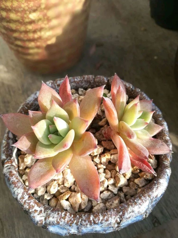 适合从小养到大的多肉,由小到大由浅入深