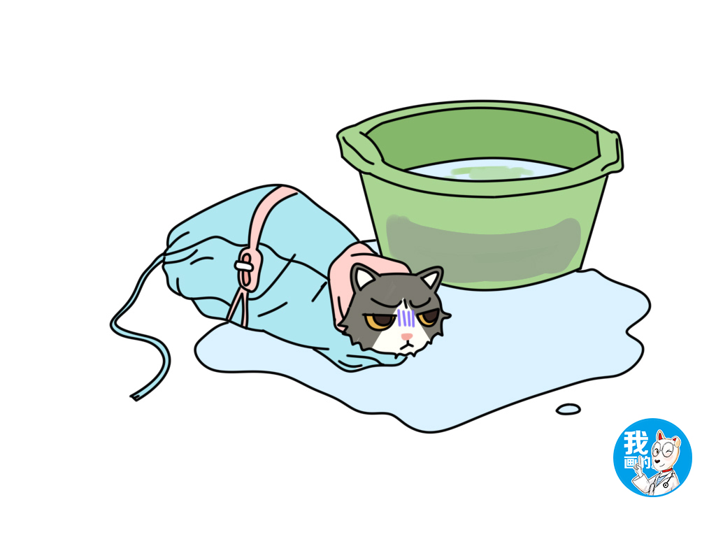 猫咪身上有黑色小虫子不是跳蚤,怎么判断猫咪身上有没有跳蚤